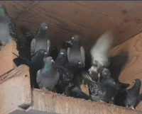 Pigeons for sale