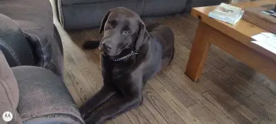 Chiots Labrador,née le 10 Avril Papa Labrador Américain brun moyen,génétique (grand chien ) et maman...