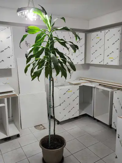 8 Feet tall Dracaena Fragrans Massangeana corn plant, View more