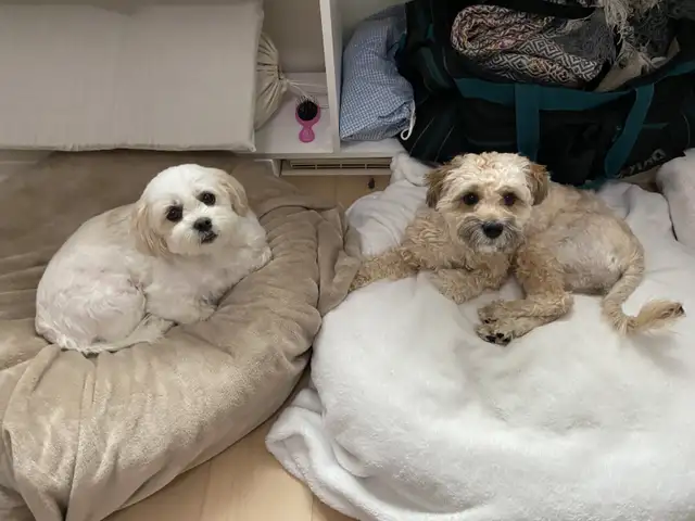 Mutts on the Matts Yoga Therapy64844384839938121