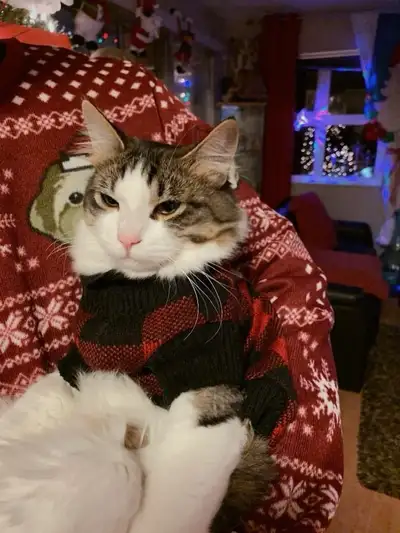 Rehoming Cat, View more