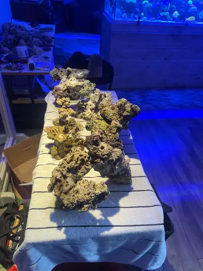 live rock marine , View more