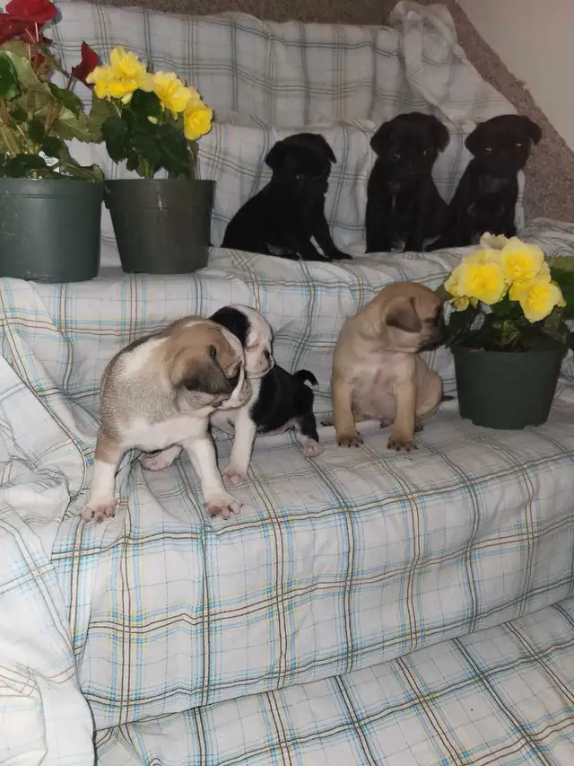 pug  puppies ! in Dogs & Puppies for Rehoming in Stratford - Image 9