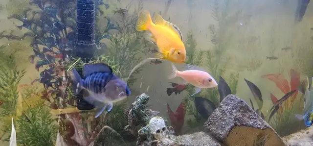 african chiclids  in Fish for Rehoming in London - Image 6