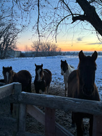 Pasture horse board pens available too