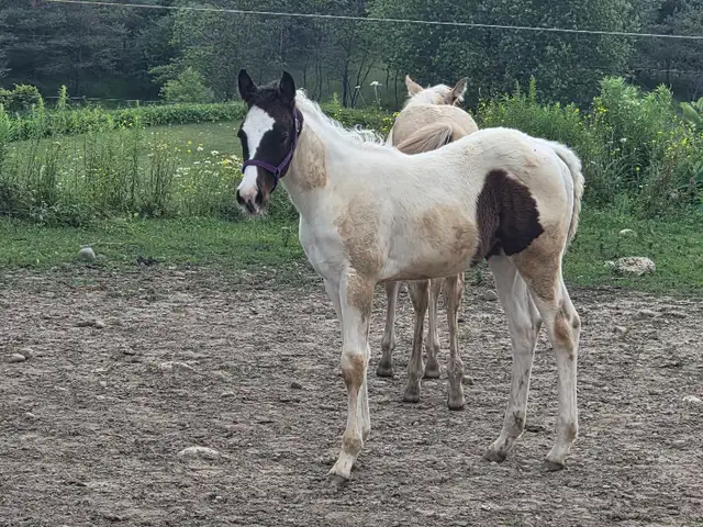 A Beautiful Bay/White APHA Filly in Horses & Ponies for Rehoming in Owen Sound - Image 8