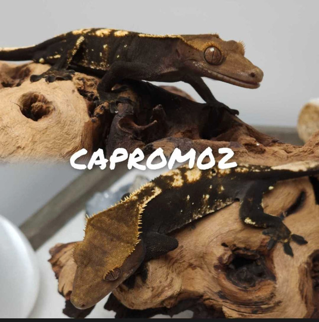 Dark Male Crested Gecko in Reptiles & Amphibians for Rehoming in Belleville
