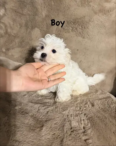 shitzu poodle (shipoo) puppies are ready to go(non shedding), View more