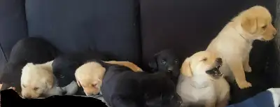 Lab mix puppies, View more