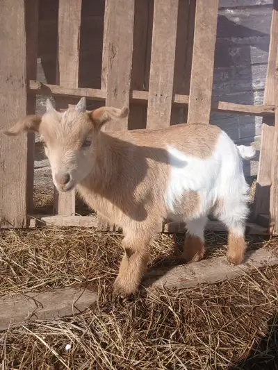 Beatiful Mini x Nigerian Dwarf Buckling , View more