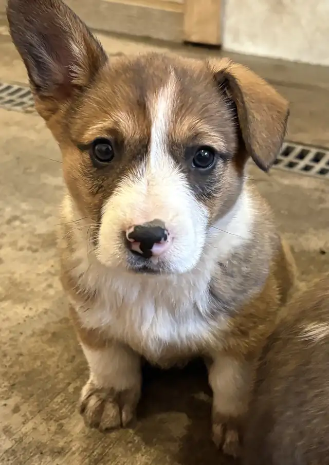 cowboy corgis in Dogs & Puppies for Rehoming in Vernon - Image 5