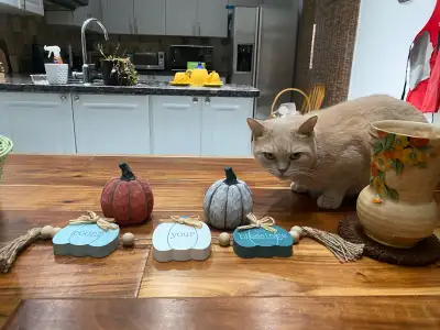 Large room with furniture en-suite bathroom. Shared microwave and fridge and laundry room. Walk in c...