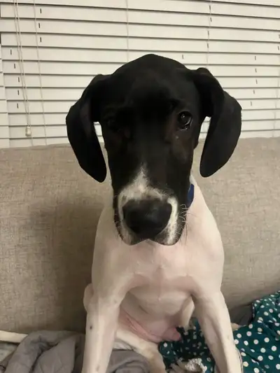 Great Dane Puppy, View more