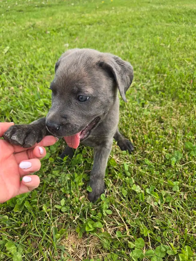 Cane Corso Puppies - 7 Weeks Old in Dogs & Puppies for Rehoming in Barrie - Image 11