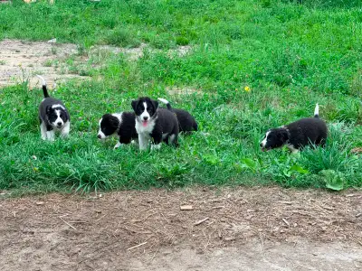 Chiot border collie X montagne des Pyrénées, View more