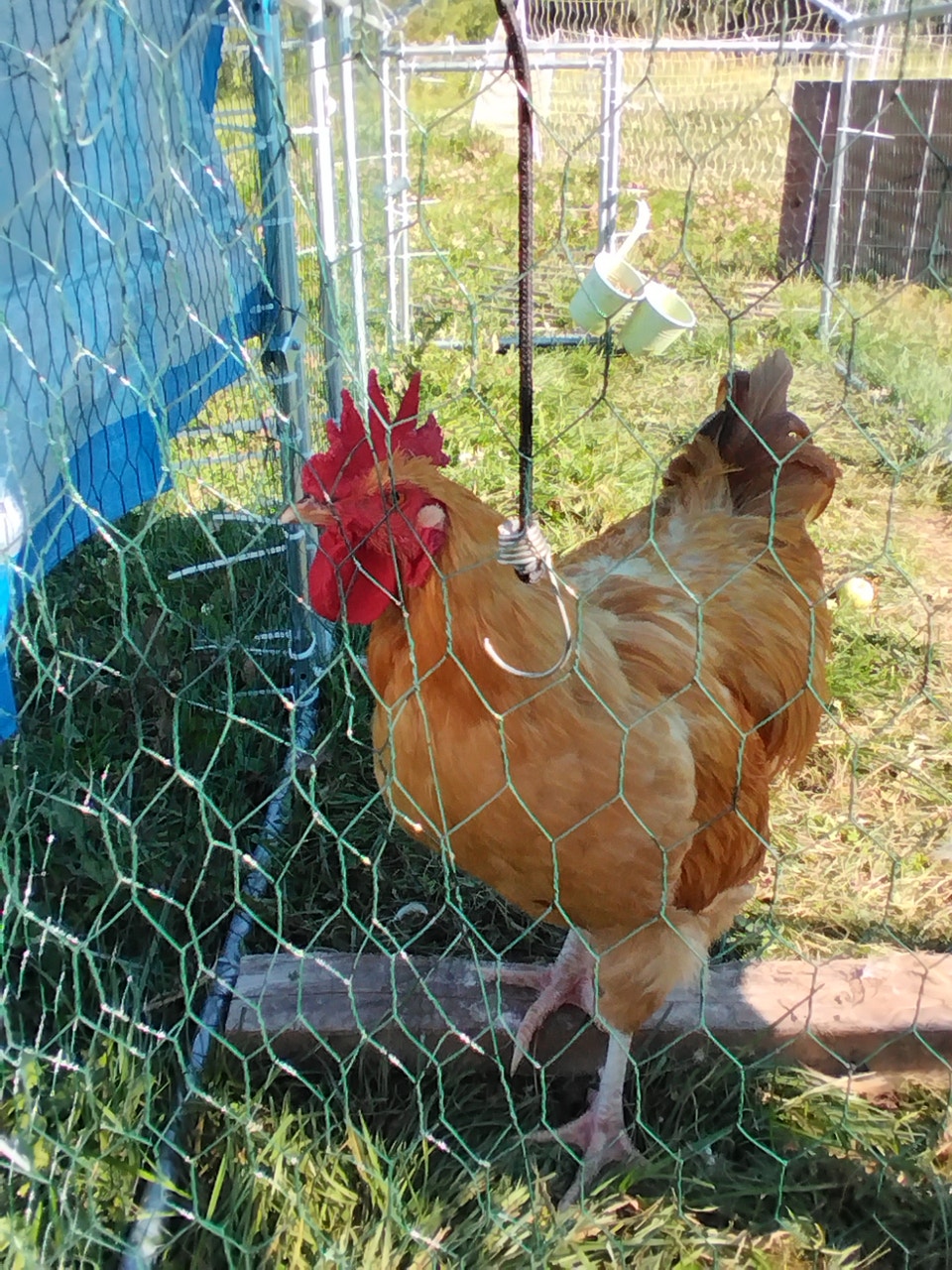 , buff Orpington, jersey giant , austrolorp | Livestock | Saskatoon ...