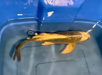 From 8-18”