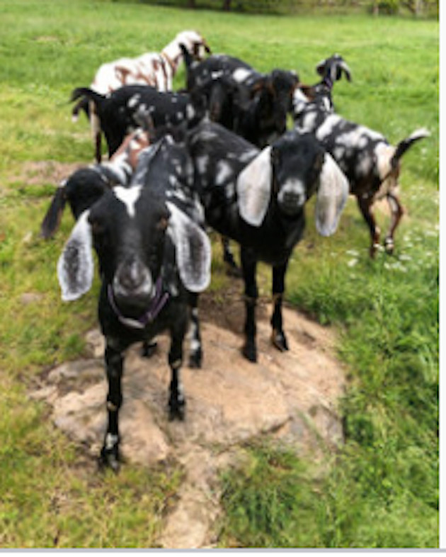 Boer X Buck Goats in Livestock in Chilliwack - Image 4