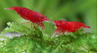 Bloody Mary shrimp (Neocaridina davidi 'Bloody Mary')