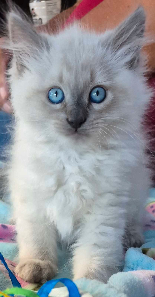 Beautiful Ragdoll Kittens in Cats & Kittens for Rehoming in Saint John
