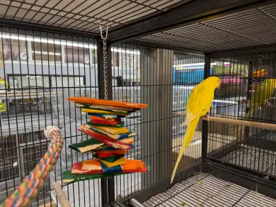 Description: Beautiful Lutino Indian Ringneck Parakeet, female approximately 5 years old. Lutino rin...