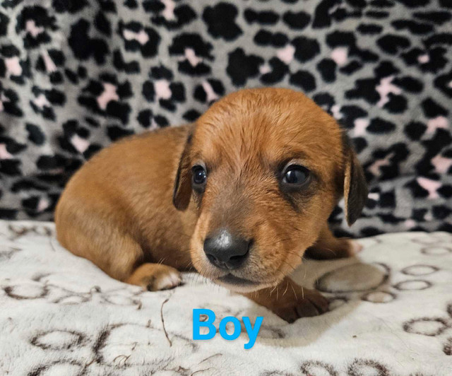 Dachshund Puppies in Dogs & Puppies for Rehoming in Truro - Image 3