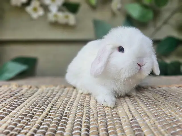 Holland Lop Rabbitry (nettle.blossom.burrows) in Small Animals for Rehoming in Terrace - Image 4