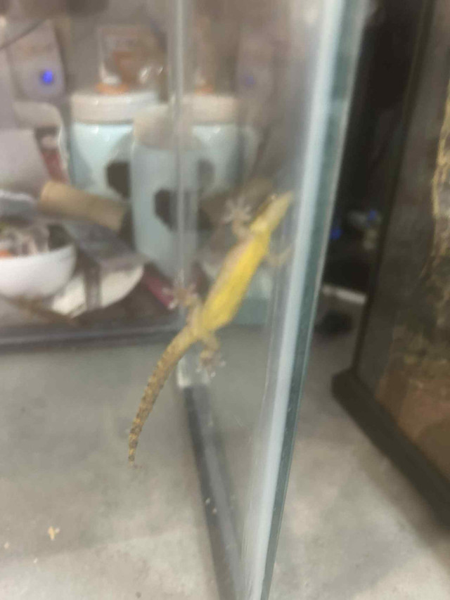 Mourning Geckos ( 2 for them) in Reptiles & Amphibians for Rehoming in Oshawa / Durham Region - Image 4