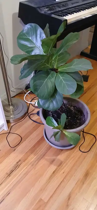 Fiddle leaf fig, View more