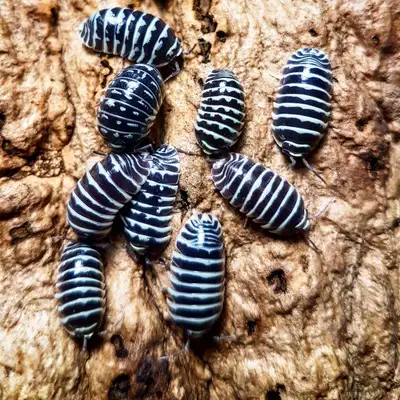 a. maculatum - zebra isopods, View more