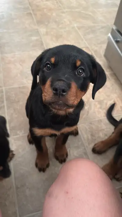 Rottweiler Puppies, View more