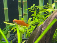 SWORDTAILS PLATY MOLLY CONVICTS FISH FOR SALE - Pickering 
