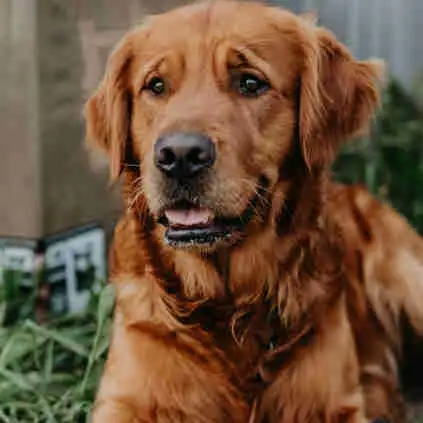 Golden retriever puppies in Dogs & Puppies for Rehoming in Winnipeg - Image 2