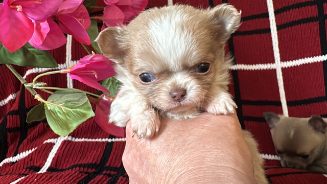  CKC Chihuahua puppies! in Dogs & Puppies for Rehoming in Quesnel - Image 3