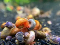 Mixed Ramshorn Snails - Efficient Cleaners and Charming Pets