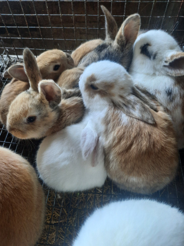 Easter Bunnies For Sale! in Livestock in Chatham-Kent - Image 4