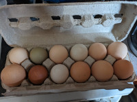 Barn yard mix chicken hatching eggs