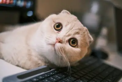Computer Slowing Down?, View more