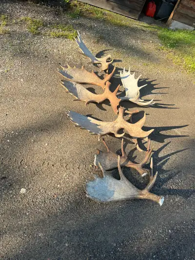 Sell as a lot or individually. Looking for an antler buyer. Located in PG