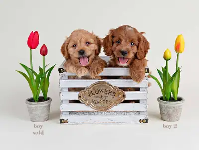 Mini COCKAPOO Puppies FOR SALE! , View more