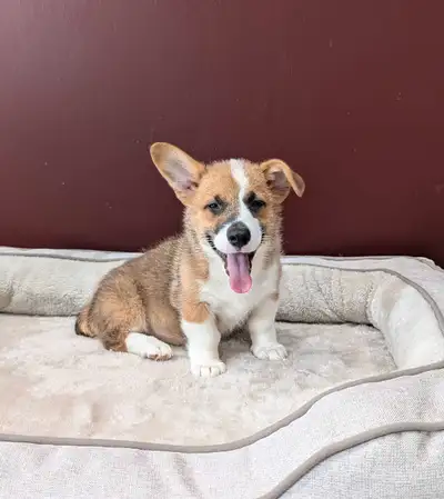 PEMBROKE WELSH CORGI MALE, View more