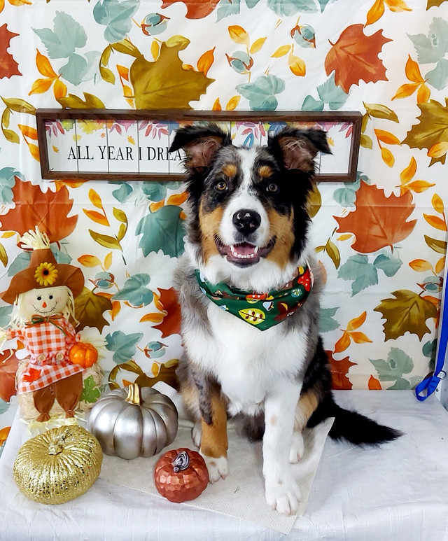 Australian Shepherd  in Animal & Pet Services in Barrie