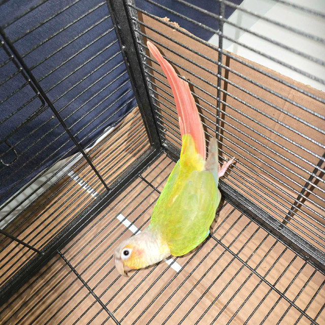 Pair of conure  dans Oiseaux à adopter  à Longueuil/Rive Sud - Image 3