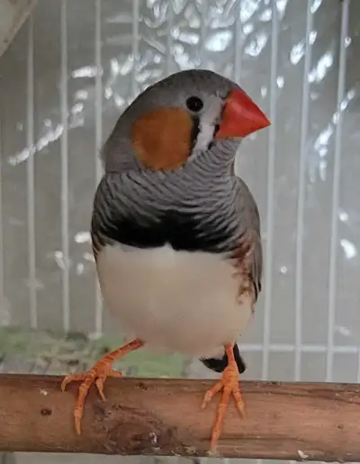 Free 2 male zebra finches , View more
