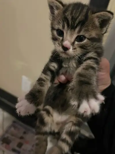 Kittens for adoption Very affectionate And playful gets along with kids and pets Delivery charges ap...