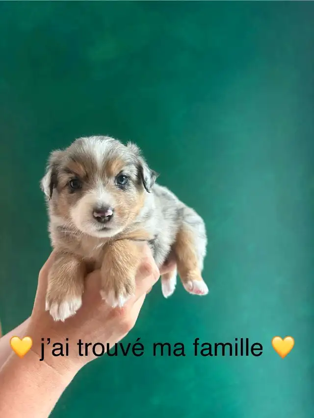 Superbe Portée de Chiots Berger Australien in Dogs & Puppies for Rehoming in Longueuil / South Shore - Image 2