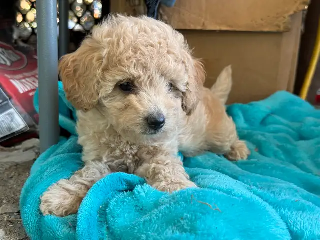 Poodle puppies in Dogs & Puppies for Rehoming in Penticton - Image 7