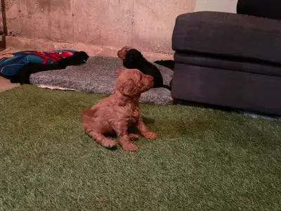 Pure  bread, the standard poodle puppies, View more