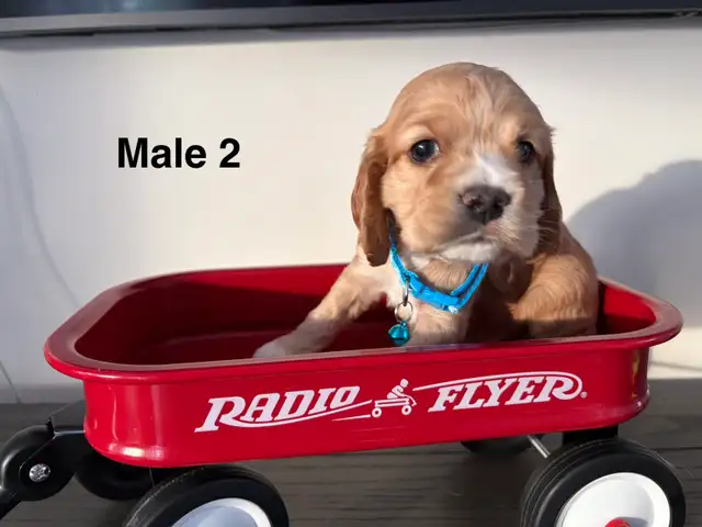 Cocker Spaniel in Dogs & Puppies for Rehoming in Ottawa - Image 3