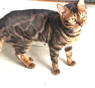 Brown Spotted Bengal - TICA Registered with Breeding Rights, View more